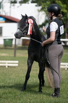 Valach Welsh pony, sekce B k prodeji - 8