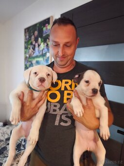 American Bully XL TOP rodokmen originál ABKC USA - 8