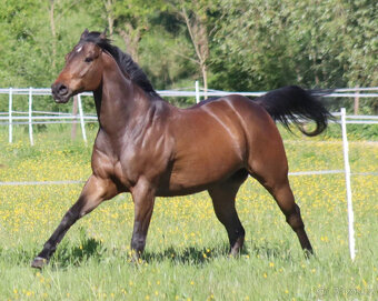 10letý valach A1/1 - 8