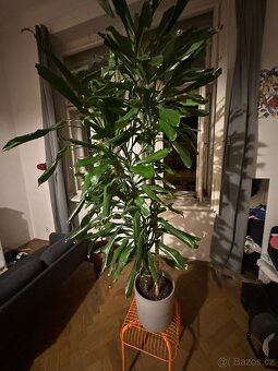 Dracena - dračinec 180 cm vysoká pokojová rostlina - 8