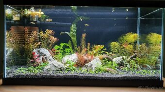 Set akvarijnich rostlinek pro 60l akvarium - 8