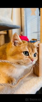 Luxusní britská golden koťátka, s PP pro chov k odbery hned - 8