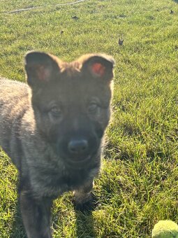 Nemecký ovčák - 8