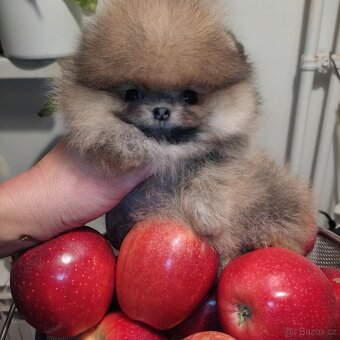 Krásná mini pomeraniánská holčička - 8