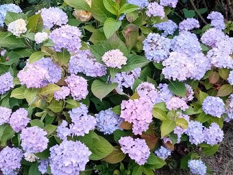 Nabízím osazení vaší zahrady - 8