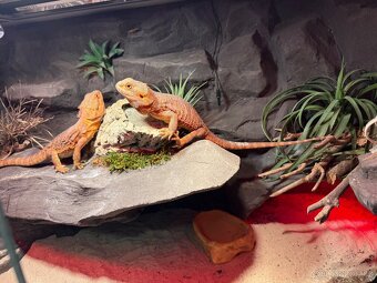 Agama vousatá dvě samičky k prodeji - 8