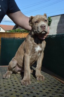 Americký BANDOG - 8