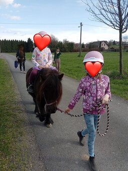 PONY SHETLAND - 8
