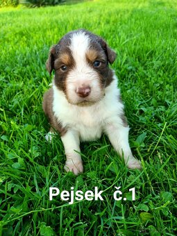 Australský ovčák - štěňata bez PP - 8
