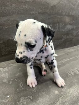 🐾 DALMATÍNSKE ŠTENIATKA S PP – VRH "A" 🐾 - 8