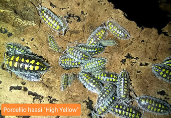 Isopody - nabídka - 8