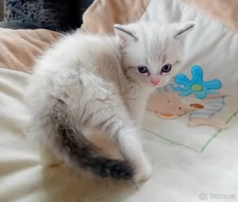 Britský kocourek s PP - 8