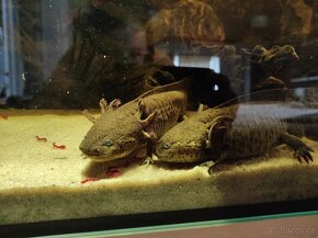 Axolotli + akvárium - 8