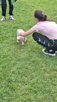 Cavalier king Charles španiel,kavalier krizenec - 8
