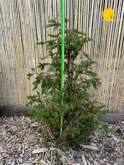 Tis červený - Taxus baccata - 8