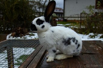 Zakrslý králík - 8