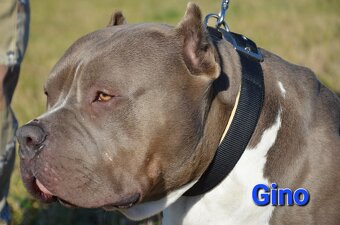 Top pes American bully XL s PP - 8