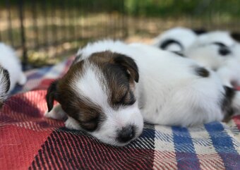 Jack Russell terier s PP - 8