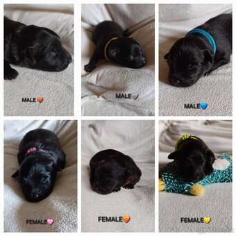 Pyrenejský ovčák FACE RASE s PP - 8