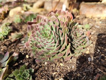 Prodej netřesky Znojmo - 8