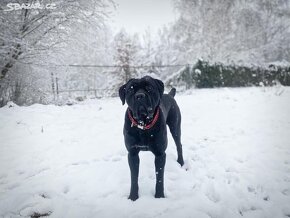 Cane Corso - 8