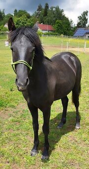 Lusitano x Welsh pony B - 8