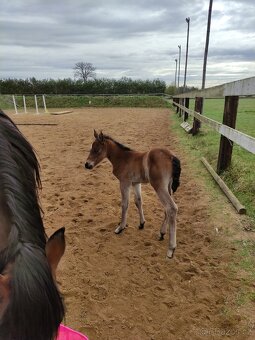 Ustájení Třeboňsko - 8