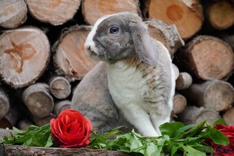 Krasna miminka rex beranků ( plyšová srst) - 8