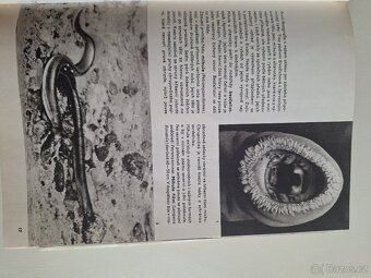 Velký obrazový atlas ryb - 8