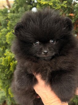Pomeranian s p.p - 8