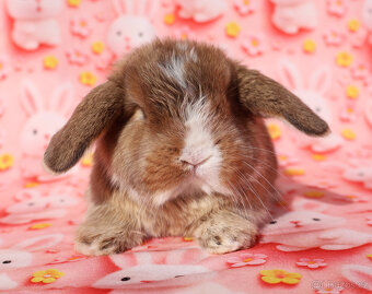 NHD zakrslí beránci samečci - 8