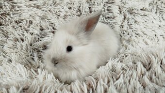 Zakrslý králík, králíček, králík - (lvíček)-VIKY - 8