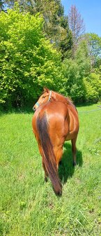 AQH valach - 8