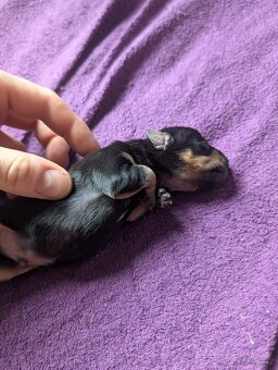 Čistokrevný mexický naháč mini štěňata - 8