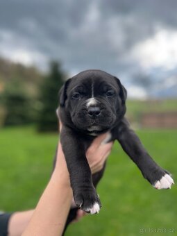 American Bully xl/xxl - 8