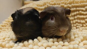 Morče - morčata - krásná morčátka z Moravy - 8