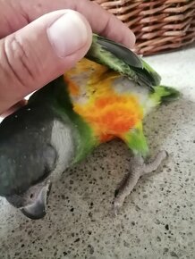 Papoušek senegalsky - 8