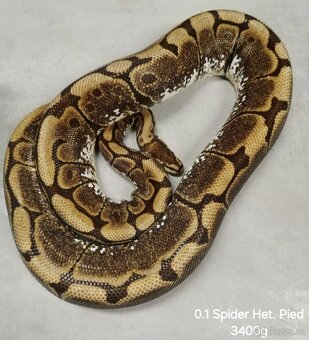 Krajta královská subadult a adult - 8