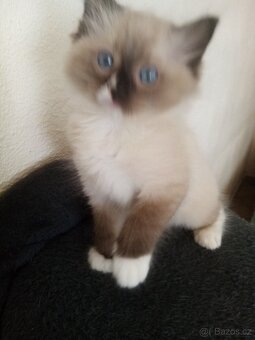 Koťata Ragdoll bez pp - 8