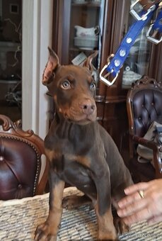 Doberman šteniatka s PP.. - 8