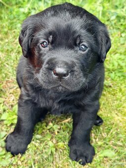 REZERVACE Labradorský Retriever s PP - 8