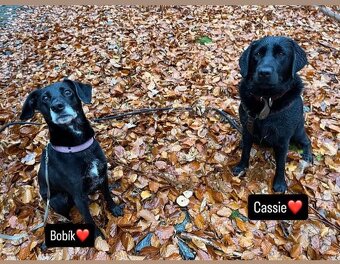 Bobík, kříženec hledá domov - 8