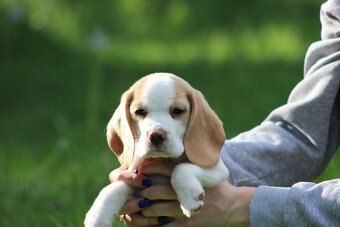 Beagle szczeniaczki po Championie Polski ZKwP (FCI) - 8