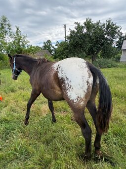 Kobylka Tara x appaloosa - 8