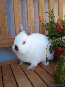 Zakrslá samička mazlíček - 8