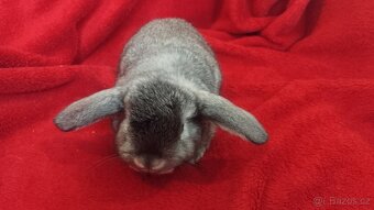 Zakrslý lvíček, králíček teddy - 8