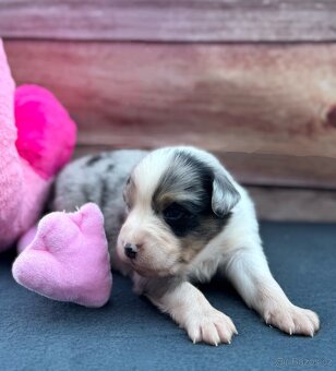 Miniaturní Americký ovčák s PP, blue merle pes - 8