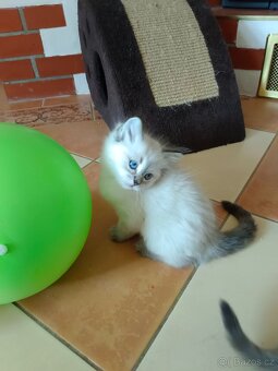 Koťata Ragdoll - 8