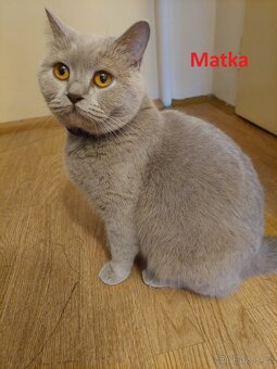 Britská koťátka bez PP - 8