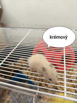 Křeček syrský zlatý - 8